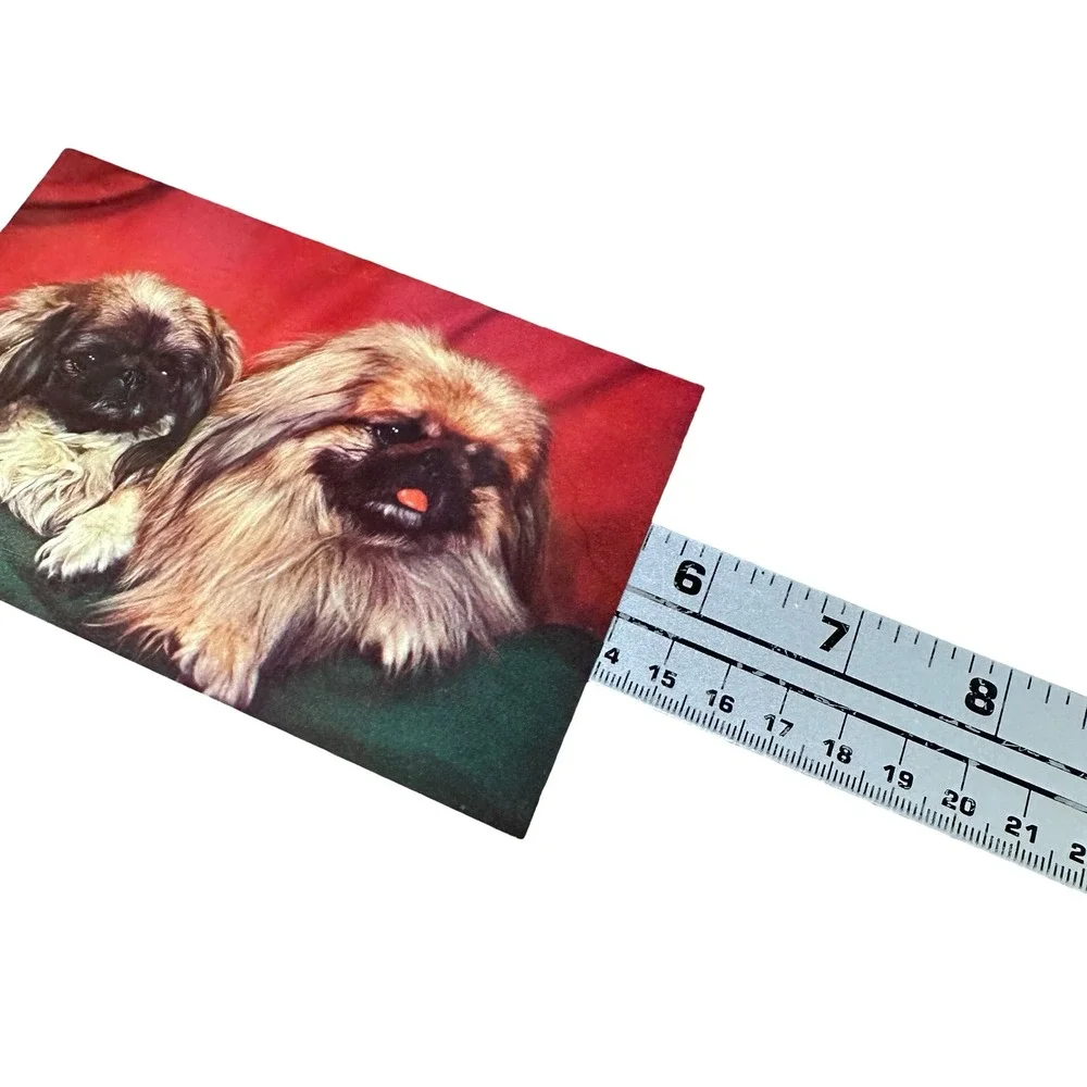 Vintage Pekingese Dogs Postcard Unused New 1960s Clara Faulkner Kodachrome 4527G